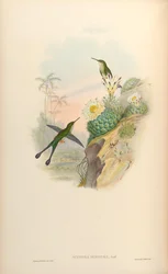 Spathura scissiura = Ocreatus underwoodii peruanus